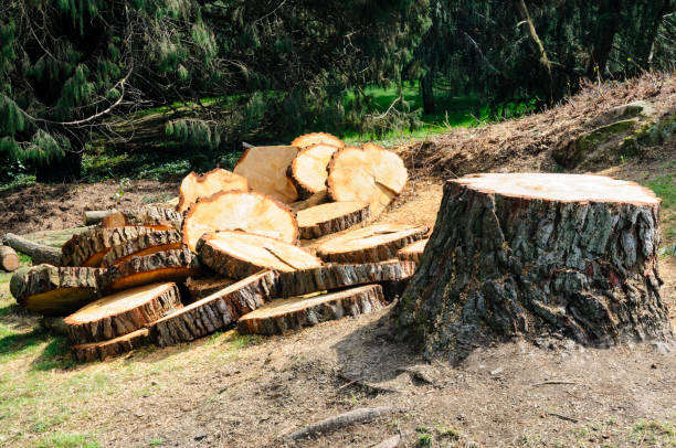 Tree and Shrub Care in Baker City, OR